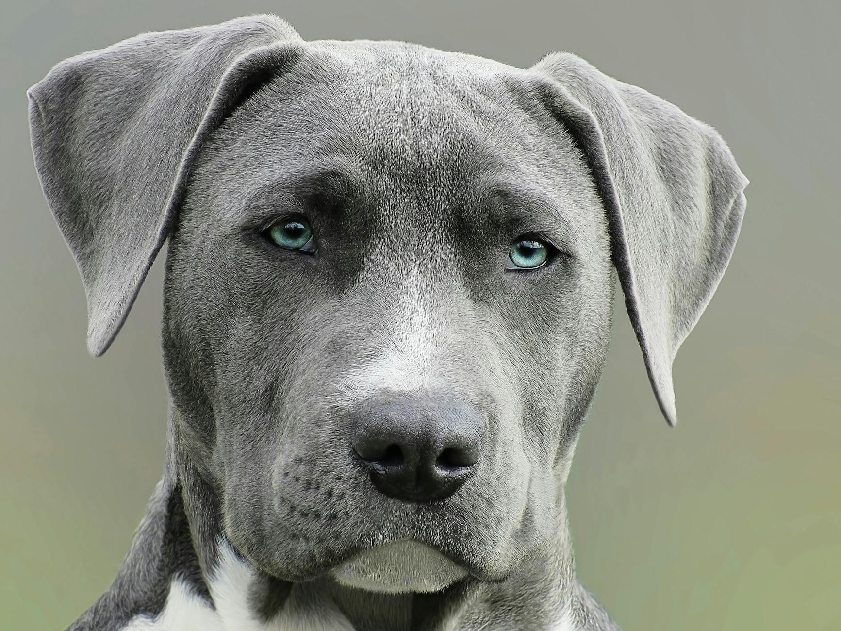 close up photography of adult black and white short coat dog