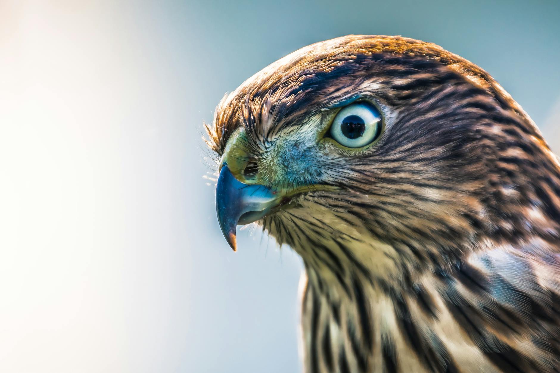 close up photo of brown hawk